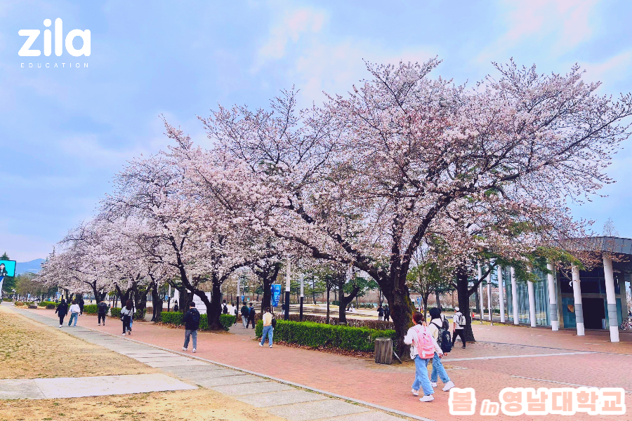 Trường Đại học Yeungnam - Zila