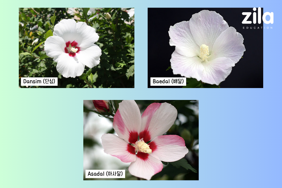 Quốc hoa Hàn Quốc - hoa Mugung